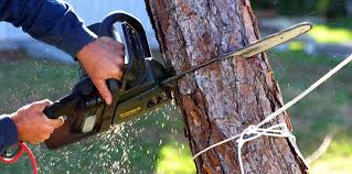 How Our Tree Care Process Works  in  Swedesboro, NJ