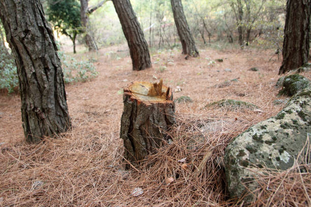 Tree and Shrub Care in Swedesboro, NJ